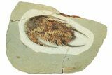 Lower Cambrian Trilobite (Neltneria) - Issafen, Morocco #189922-3